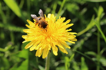 bee on flower