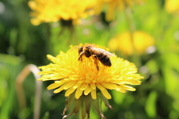 bee on flower