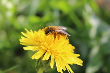 bee on flower