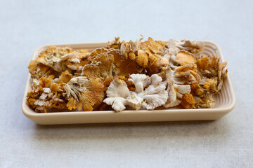 Splitgill mushroom or schizophyllum commune mushroom