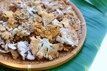 Splitgill mushroom or schizophyllum commune mushroom