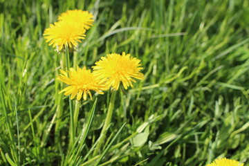 dandelion in grass