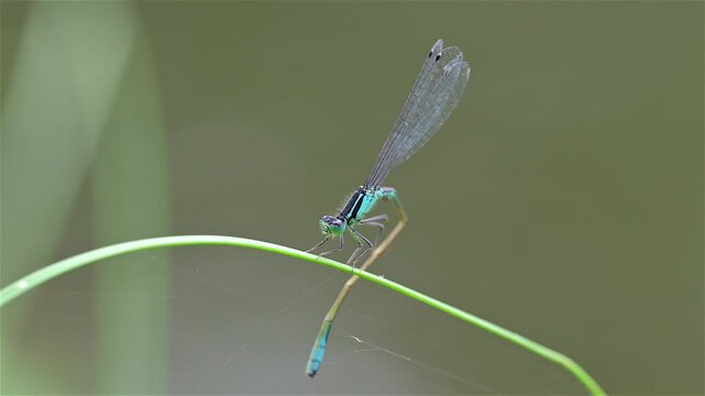 Small damselfly performing maintenance on a reed leaf, extreme close-up view