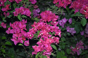 Pink Bougainvillea Vines Elegant Ornamental Floral Beauty