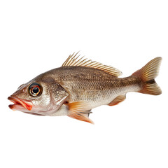 Fototapeta premium Closeup of a single fresh brown fish isolated on fin eye food diet meal on transparent background