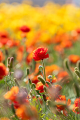 field of orange poppies
