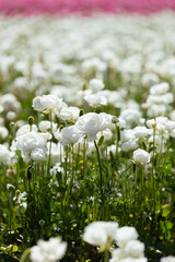 white flowers in a field
