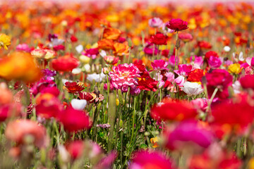 field of flowers