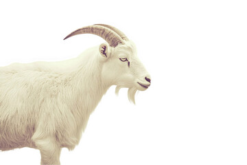 Fototapeta premium Majestic white goat profile isolated on farm animal image pet fur horn on transparent background
