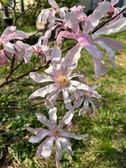 Beautiful light pink flowers of blooming Magnolia Lebnera tree in a garden in spring time, green grass background, vertical photo