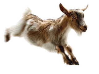 Obraz premium Adorable brown goat kid leaping dynamically against fur pet baby hair cute on transparent background