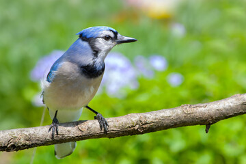 Eastern Blue Jay (Cyanocitta cristata) looking to the right, showing chest marking
