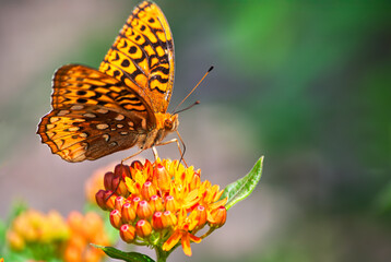 Great Spangled Fritillary (Speyeria cybele)  dorsal view with wings spread on butterfly weed flower