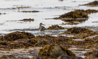 A Willet walking alond the shore