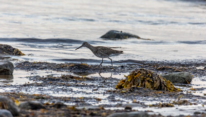 A willet walking along the shore