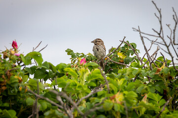 Sond Sparrow perched atop a bush