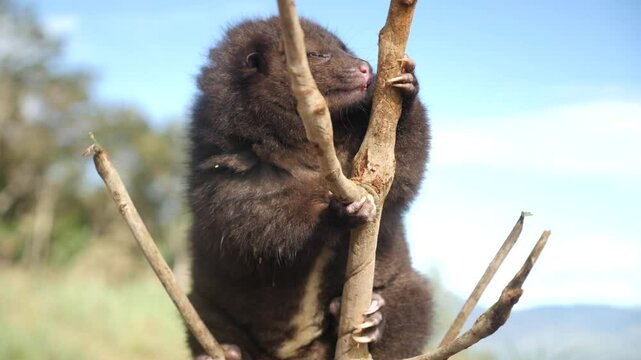 Mountain cuscus in Papua New Guinea. High quality 4k footage