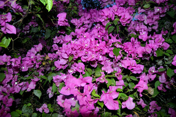 Pink Bougainvillea Vines Elegant Ornamental Floral Beauty