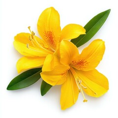 Naklejka premium Bright and bold, this yellow azalea flower sticker adds a pop of color to any surface, perfect for floral enthusiasts.