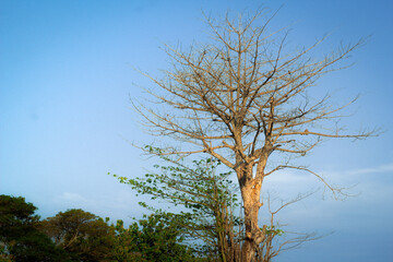 Looking up at the beautiful tree