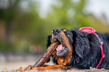 Hovawart Dog Biting and Chewing a Stick Outdoors. Playful Dog on Beach by Lake in Switzerland.