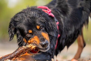 Hovawart Dog Biting and Chewing a Stick Outdoors. Playful Dog on Beach by Lake in Switzerland.