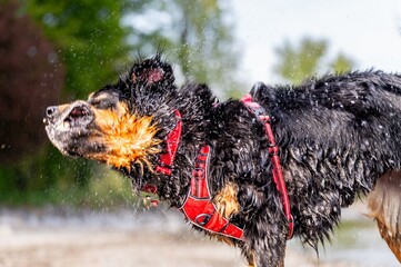 Hovawart Dog Biting and Chewing a Stick Outdoors. Playful Dog on Beach by Lake in Switzerland.