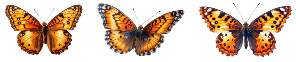 Collection of three isolated orange and brown painted lady butterfly illustrations png artistically presented with varied wing patterns and detailed textures depicting beauty and natural grace