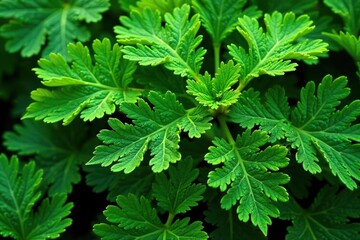 Intricate parsley leaf pattern, vibrant green hues, gastronomy, organic