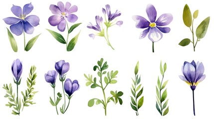 Exquisite watercolor botanical illustrations of violet flowers and wild herbs for designs