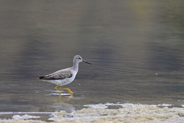 A migratory Lesser Yellowlegs (Tringa flavipes) strides around the shore of Reflections Lake, Alaska.