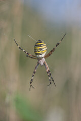 close up Argiope, bee spider