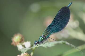Close up insect damselfly Calopterygidae