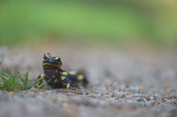 close-up of a black and yellow salamander