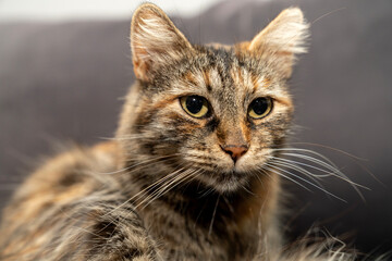 Domestic animal pet tabby cat potrait. Expressive eyes, fluffy fur. Cat Lover, Pet friendship, pet ownership, pets friendly and care concept. Calm and relaxed pet happy.