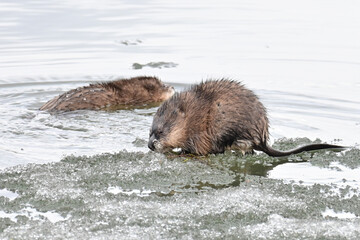 A Muskrats (Ondatra zibethicus) swims by another muskrat sitting on melting ice partially covering Reflections Lake, Alaska.