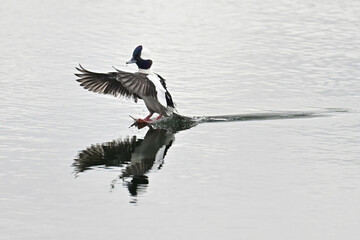 A migratory Bufflehead (Bucephala albeola) lands on Reflections Lake, Alaska.