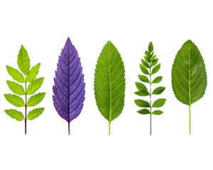Five Assorted Leaves on Transparent Background
