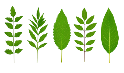Five green leaves with varying shapes and textures are arranged against a transparent background. The leaves show detailed venation and subtle variations in color.