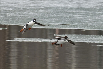 A pair of migratory Common Goldeneyes (Bucephala clangula) prepare to land on Reflections Lake, Alaska.