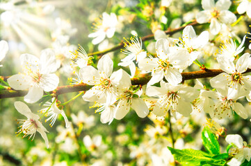 Sunbeams filtering through blooming white flowers in springtime