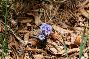 Close-up photo of purple Zollinger's gentian (Gentiana zollingeri) flowers blooming in a spring forest