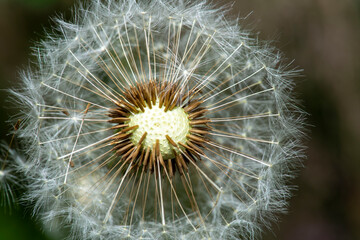 Pusteblume