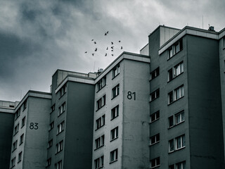 Urban scene featuring high-rise residential buildings under a moody, overcast sky. A flock of birds...