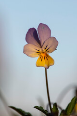 Stiefm&uuml;tterchen