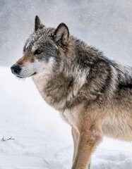 Fototapeta premium Grey wolf standing in snow during snowfall