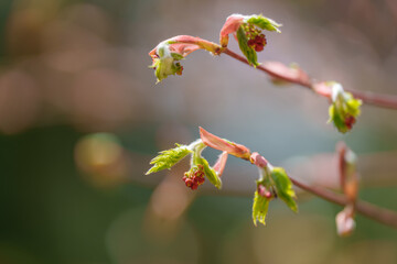 Close-up photo of maple flower and leaf buds growing in spring