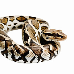 Obraz premium An exquisite caller icon in close-up 