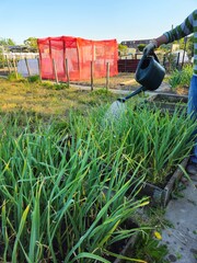 Fototapeta premium A man watering the garlic in his garden. Green garlic.