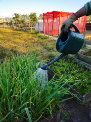 A man watering the garlic in his garden. Green garlic.